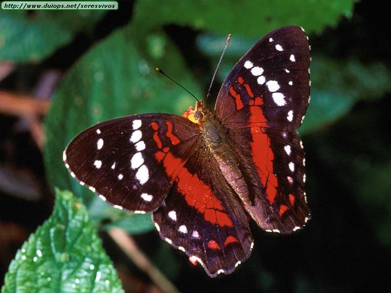 Fotos De Mariposas Taringa 2936